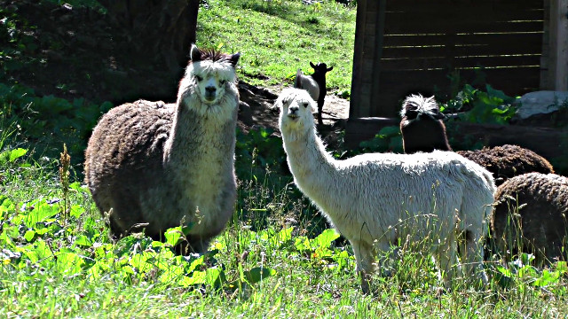alpaca