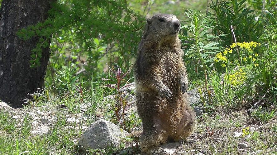 marmot